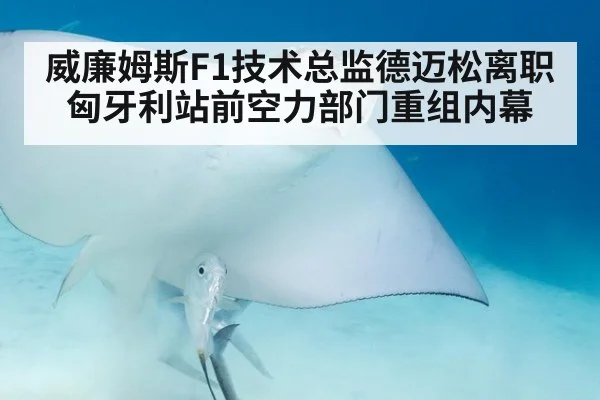 威廉姆斯F1技术总监德迈松离职匈牙利站前空力部门重组内幕